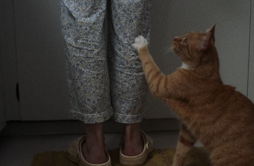 Les animaux vont bien