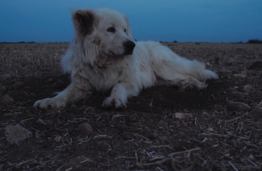 Charles Moreau-Boiteau : « Je crois qu’il faut laisser…
